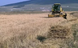 Ardahan’da Kavılca Buğdayı Hasat Dönemi Başladı