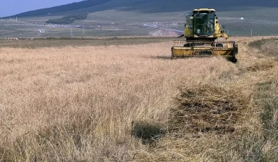 Ardahan’da Kavılca Buğdayı Hasat Dönemi Başladı