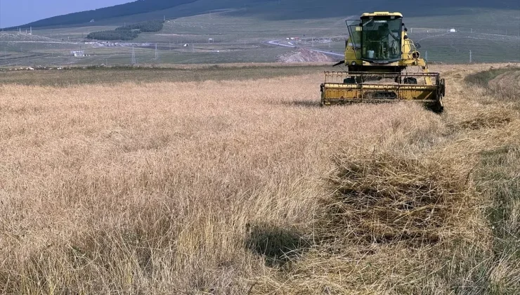 Ardahan’da Kavılca Buğdayı Hasat Dönemi Başladı