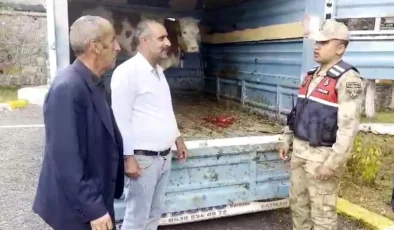 Çalınan Büyükbaş Hayvan Kars’ta Bulundu ve Sahibine Teslim Edildi